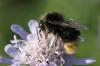Bombus lapidarius